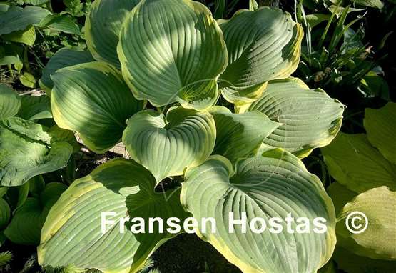 Hosta Summer Rainbow